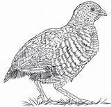 Jungle Bush Quail sketch template