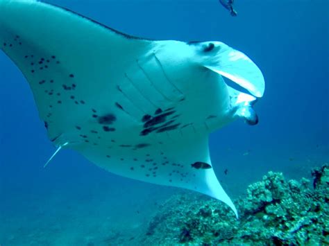 Good Maui Snorkeling Tours for Beginners | Sea Maui