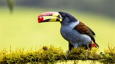 4K Gray-breasted Mountain Toucan Wallpapers | Background Images