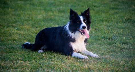 Border Collie Dog Breed Facts & Information | Rover.com