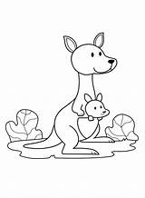 Printable Kangaroo Coloring Pages For Kids Cool2bkids sketch template