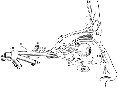 Ophthalmic Nerve | ClipArt ETC