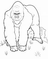 Gorilla Coloring Pages  Learny Kids sketch template