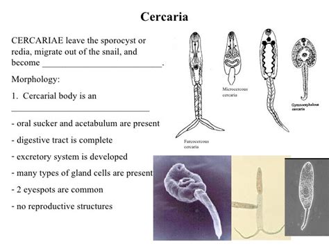 Trematode Life Cycles