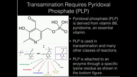 Vitamin B6: Pyridoxal Phosphate - YouTube