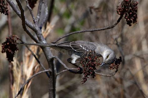 Northern Mocking Bird Eating Winged Sumac Berries Stock Photo - Image ...