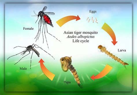 How to Get Rid of Asian Tiger Mosquito: Efficient Techniques