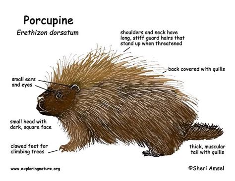 Porcupine in 2020 | Porcupine, Explore nature, Food web