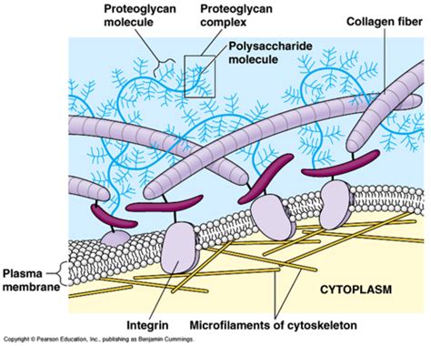 BIOL152 Chapter 4 Flashcards | Quizlet