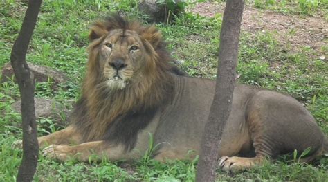 Indian lions at risk of extinction due to lack of genetic diversity ...