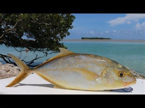 How To Catch & Cook A Yellow JackYellow Jacks are a species of fish that we have in South ...