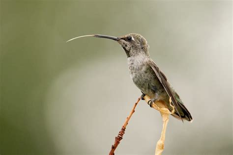 How Do Hummingbirds Use Their Tongues and Beaks? - Birds and Blooms