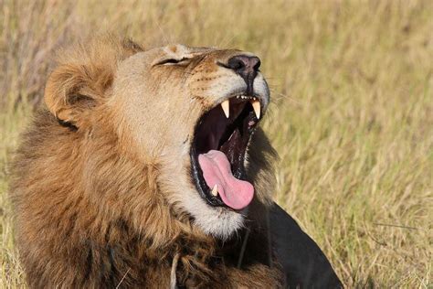 Why do male lions roar? - African Safaris Ltd