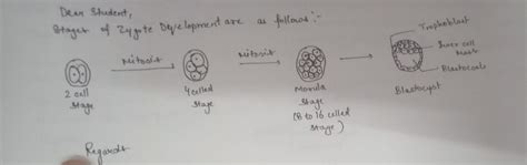 Draw the annotated diagrams of stages of Zygote development up till blastocyst formation ...