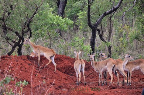 Game Translocation to Angola 🇳🇦 🦌... - Wildlife Vets Namibia | Facebook