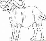Cape Buffalo Coloring Page  Free Pages sketch template
