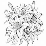 Tiger Lily Coloring Pages sketch template