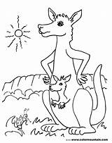 Kangaroo Coloring Pages Outline Sketch Page sketch template