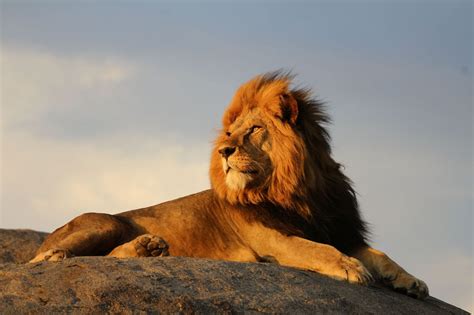 Top Shot: A Regal Lion Top Shot features the... -- Editors' Spotlight ...