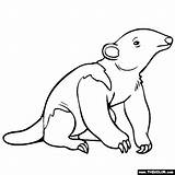 Anteater Coloring Sheet Pages sketch template