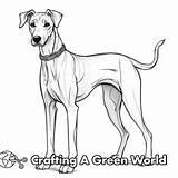 Greyhound Coloring Pages  Free & Printable sketch template