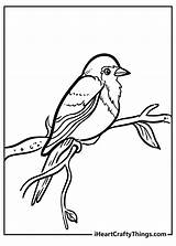 Robin Coloring Pages 100% Free Printables sketch template
