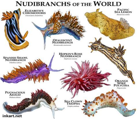 Pin by Adria Westfall on Nudibranchs | Marine animals, Sea slug, Ocean ...