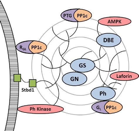 metabolic myopathy | Semantic Scholar