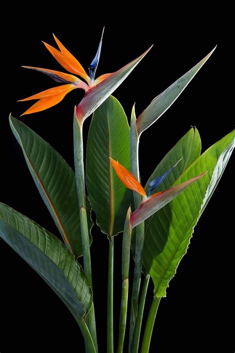 How to Grow and Care for Bird of Paradise Plants (Strelitzia) | Birds of paradise plant, Birds ...