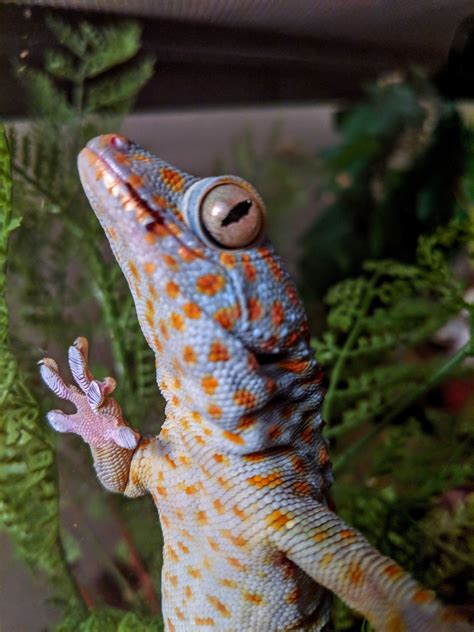 Our beautiful new Tokay Gecko, Pepino! 💕 : r/reptiles