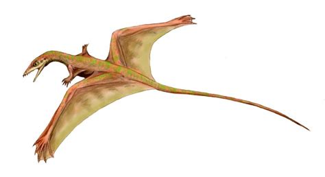 File:Sharovipteryx BW.jpg - Wikipedia