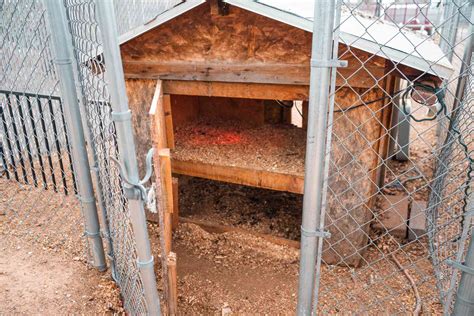 How to Predator Proof Your Chicken Coop