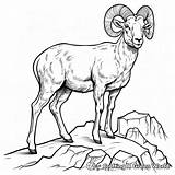 Bighorn Sheep Coloring Pages  Free & Printable sketch template