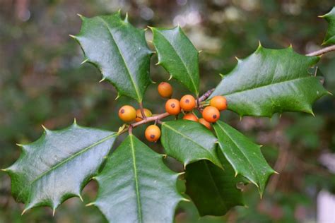 Using Georgia Native Plants: American Holly