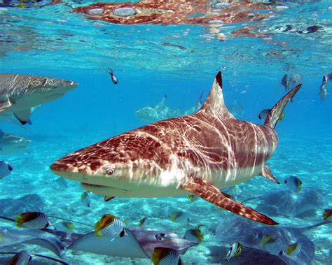 Saving Our Sharks (S.O.S): Sand Tiger Sharks