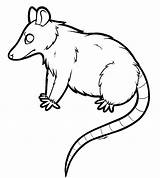 20  Opossum Coloring Pages Free Printable PDF & Online sketch template