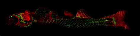 Advantages of using Zebrafish as a Model Organism- Oxford Instruments