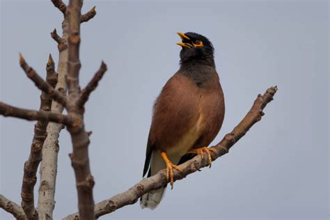 Mynah Bird Hawaii Stock Photos, Pictures & Royalty-Free Images - iStock