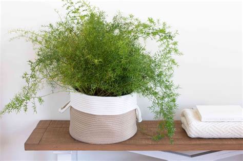 17 Best Houseplants for Your Bathroom