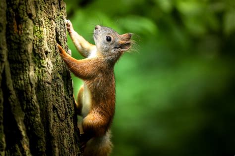 Free Images : vertebrate, mammal, wildlife, fox squirrel, branch, tree, tail, ground squirrels ...