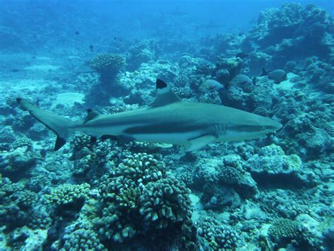 Large marine parks can save coral reef sharks from overfishing - Institute for Marine and ...
