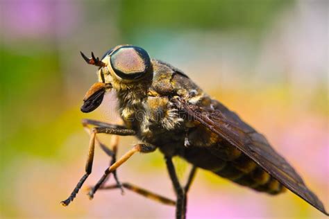 Gadfly - dangerous insect stock photo. Image of insect - 61268082