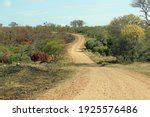 A Winding Dirt Road In A Game Park Free Stock Photo - Public Domain Pictures
