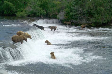 Brooks Falls; Katmai National Park; Alaska Bear Viewing Tour 2D