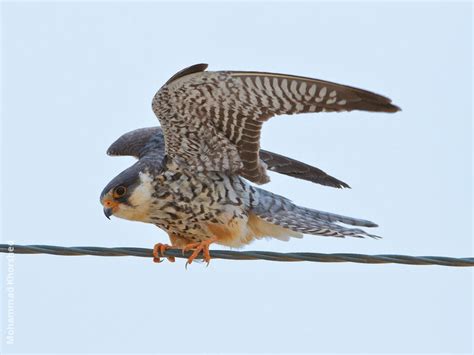 Amur Falcon | KuwaitBirds.org