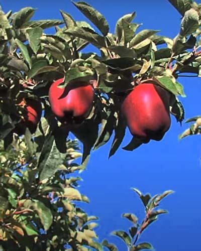 11+ Red Apple Tree Varieties – World of Garden Plants