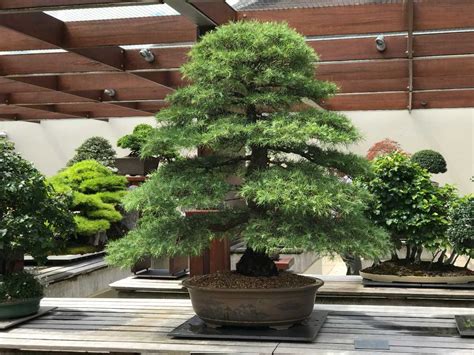 Bonsai At National Arboretum, Canberra, Australia | Holidify