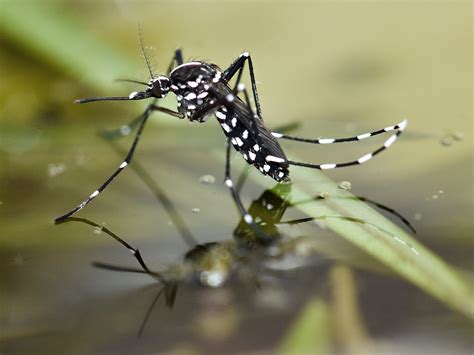 Asian Tiger Mosquitoes Facts & Info: Tiger Mosquito Bites