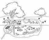 Drawing Of The Leeches Illustrations Royalty Free Vector Graphics  sketch template