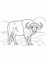 Coloring Pages I Love You Mom  Buffalo Waldo Harvey sketch template